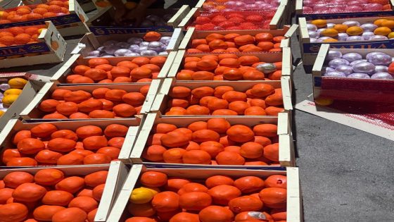 إجهاض محاولة تهريب أربعة أطنان و374 كيلوغراما من مخدر الشيرا بميناء طنجة المتوسط ،على متن شاحنة للنقل الدولي للبضائع.