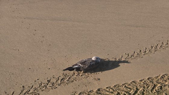 نفوق جماعي غامض لطيور النورس بشواطئ العرائش… دعوات لفتح تحقيق عاجل
