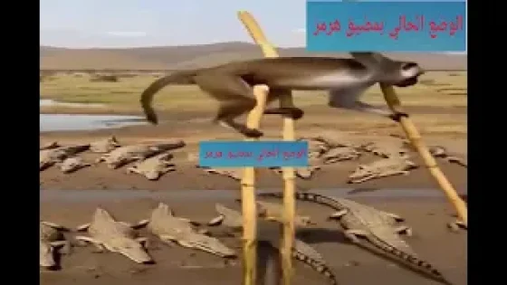الوضع الحالي بمضيق هرمز … مستملحة