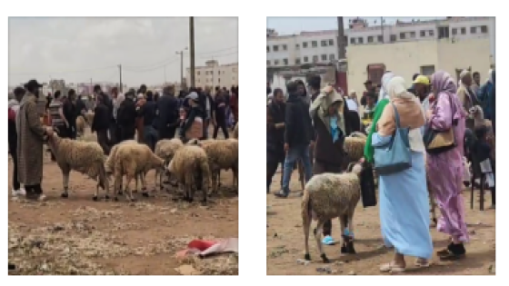 سوق سبيت مديونة: مطالب بتكثيف المراقبة على الأغنام المعروضة للبيع قبل العيد