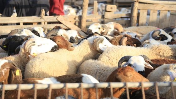 انهيار أسعار الأكباش بعد تشديد الخناق على “الشناقة” والمضاريين في الاسواق.