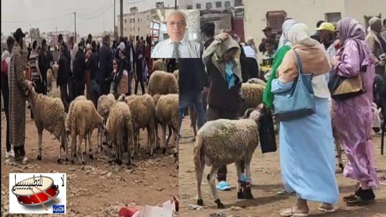 هل ستتراجع أثمنة الأضاحي فعلا ، أم أن اللّي في راس الجمل في راس الجمّال ؟