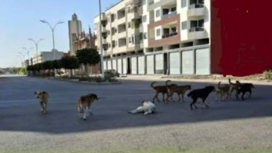 ظاهرة الكلاب الضالة بحد السوالم: خطر يتهدد الساكنة وتجاهل محلي يثير الغضب